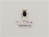 藏品(鞘翅目(1))的圖片